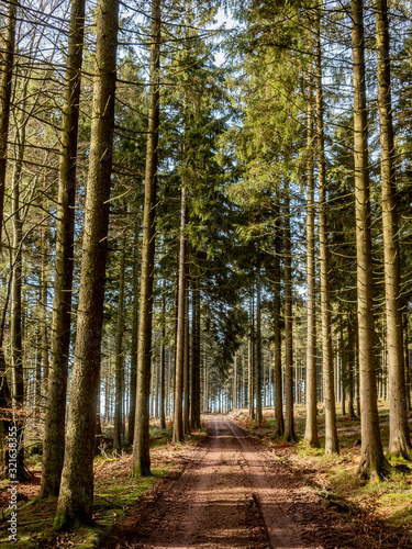 Stoumont, Belgium. Forest near the belgian village of Stoumont on a sunny January afternoon. photo