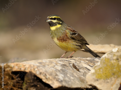 Cirl bunting, Emberiza cirlus