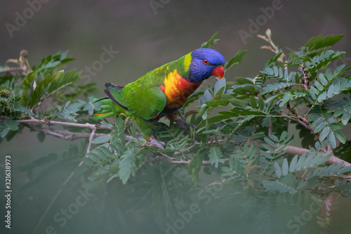 close up rainbow lorikeet in tree