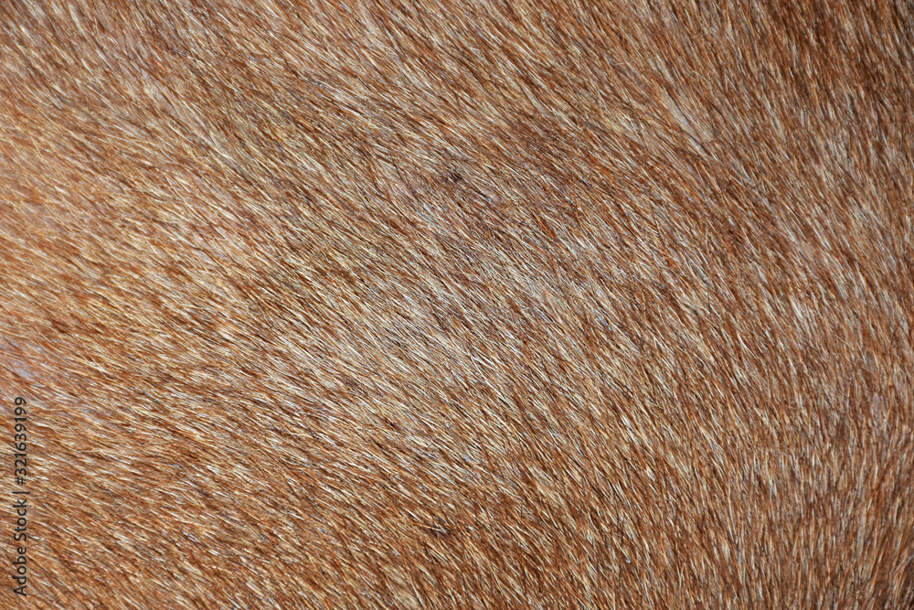 brown fur texture of a skin,Fur background, brown background, - obrazy, fototapety, plakaty 
