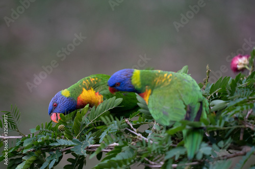 two close up rainbow lorikeets in tree