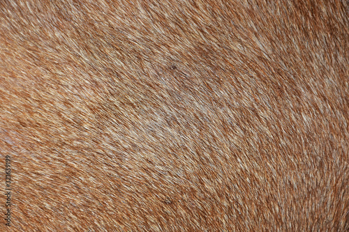 brown fur texture of a skin,Fur background, brown background, photo