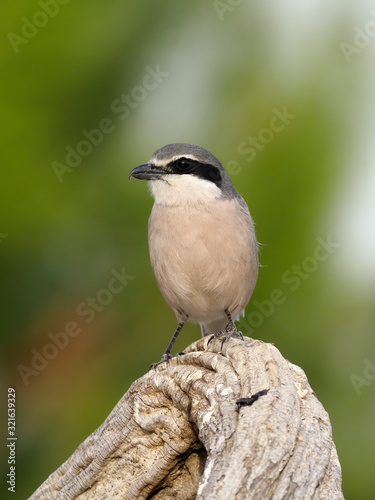 Iberian grey-shrike, Lanius meridionalis