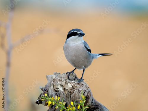 Iberian grey-shrike, Lanius meridionalis photo