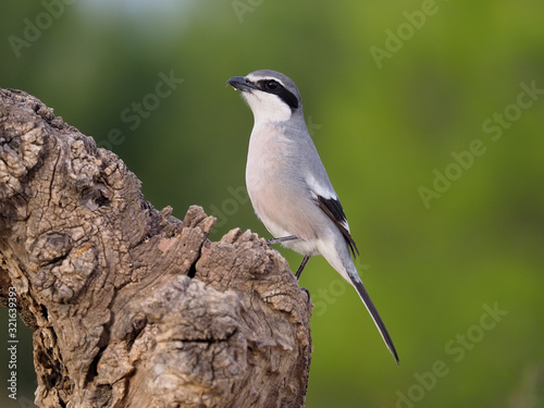 Iberian grey-shrike, Lanius meridionalis photo