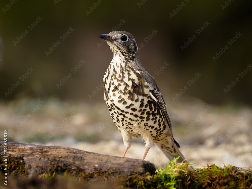 Mistle thrush, Turdus viscivorus Mistle thrush, Turdus viscivorus