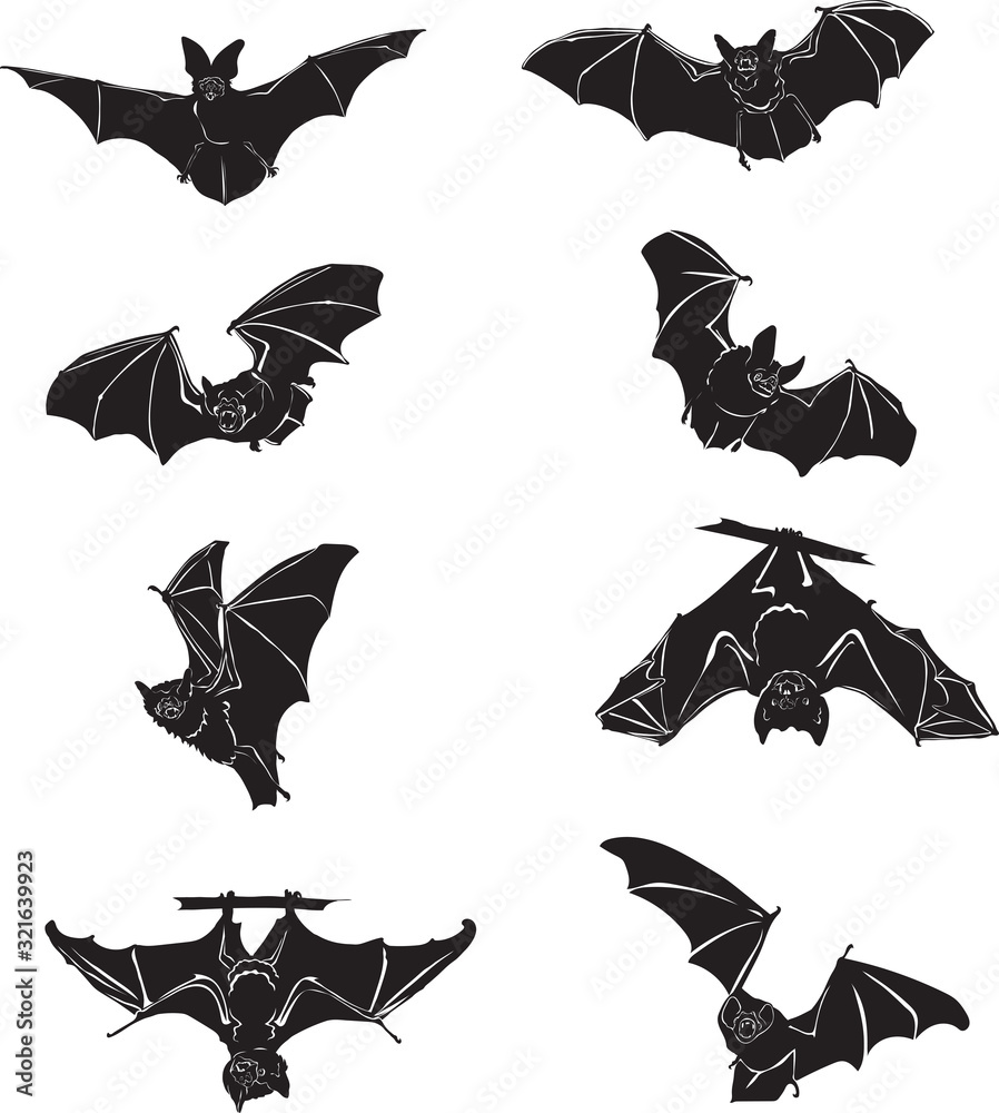 Bat, bat in flight, in motion, in different positions, illustration, black and white