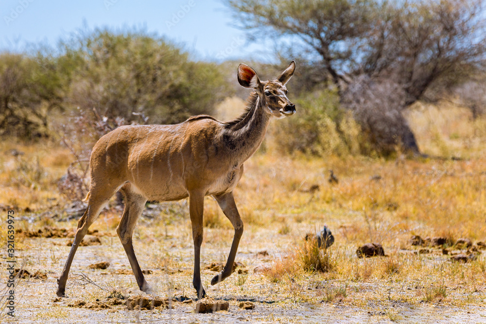 Kudu Kudu