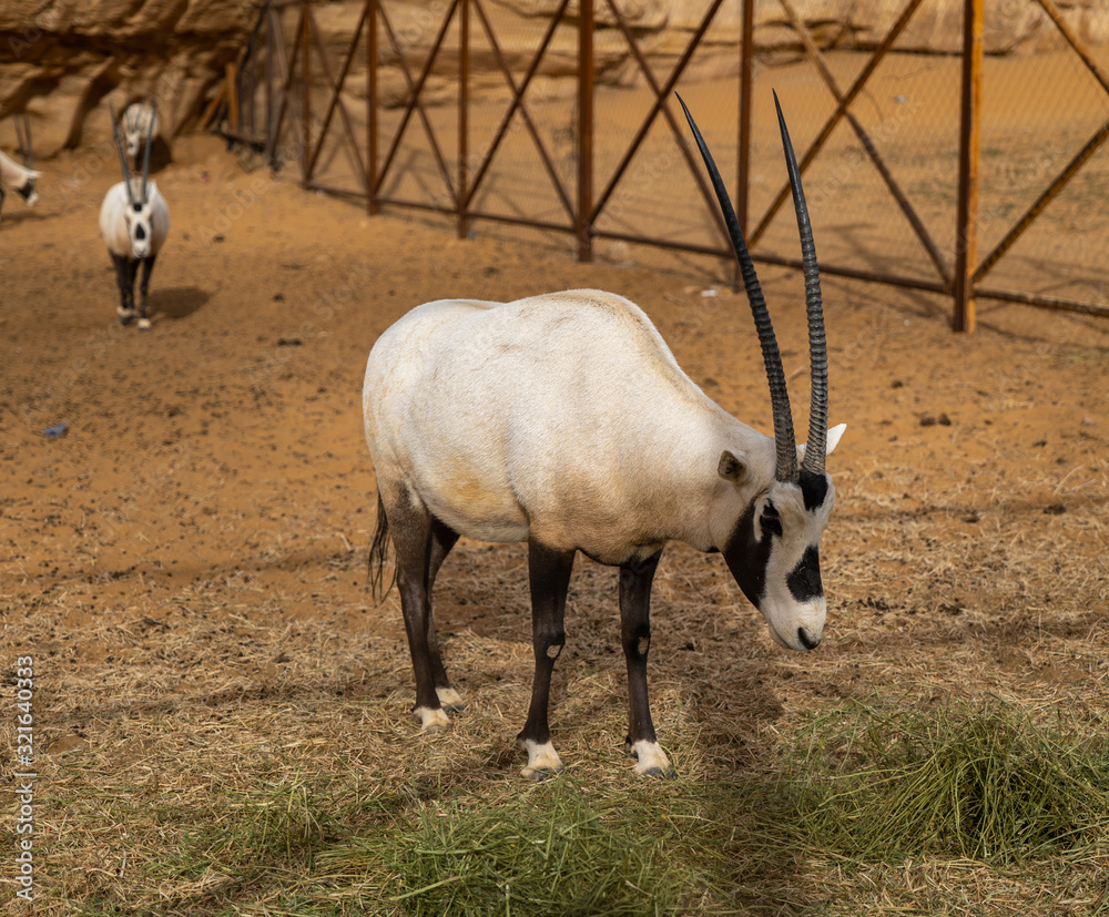 Arabian Oryx in Saudi Arabia Animal Reserve, Al Ula Arabian Oryx in Saudi Arabia Animal Reserve, Al Ula