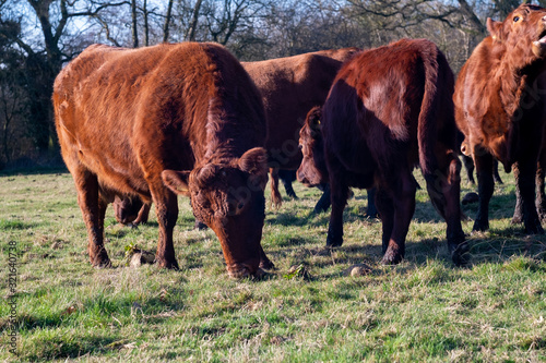 Herd of red dexter cattle eating fodder beet in grassy field photo