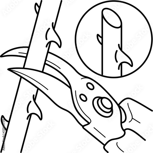 Cutting stems and roots