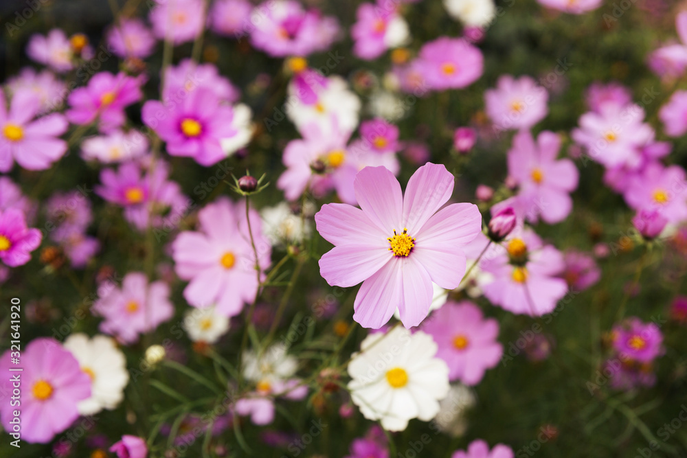 Texture of mexican aster flowers in a flowerbed on a background of green leaves. Texture of mexican aster flowers in a flowerbed on a background of green leaves.