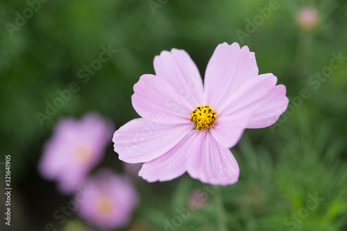 One pink mexican aster flower in a flowerbed against a background of green leaves.