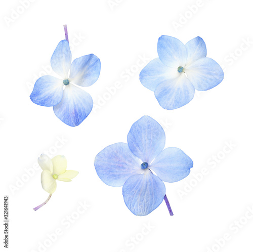 Fotografia Set of small blue hydrangea flowers