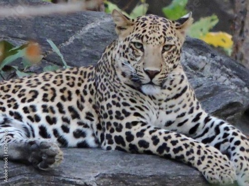 leopard sitting on rock in africa