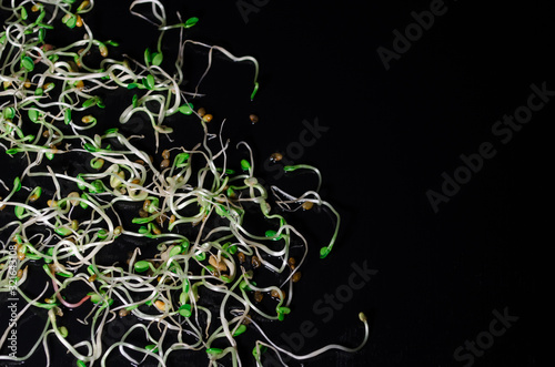 Young microgreen sprouts of fresh, radish, lucerne, fenugreek on black background, macro top view, with copyspace