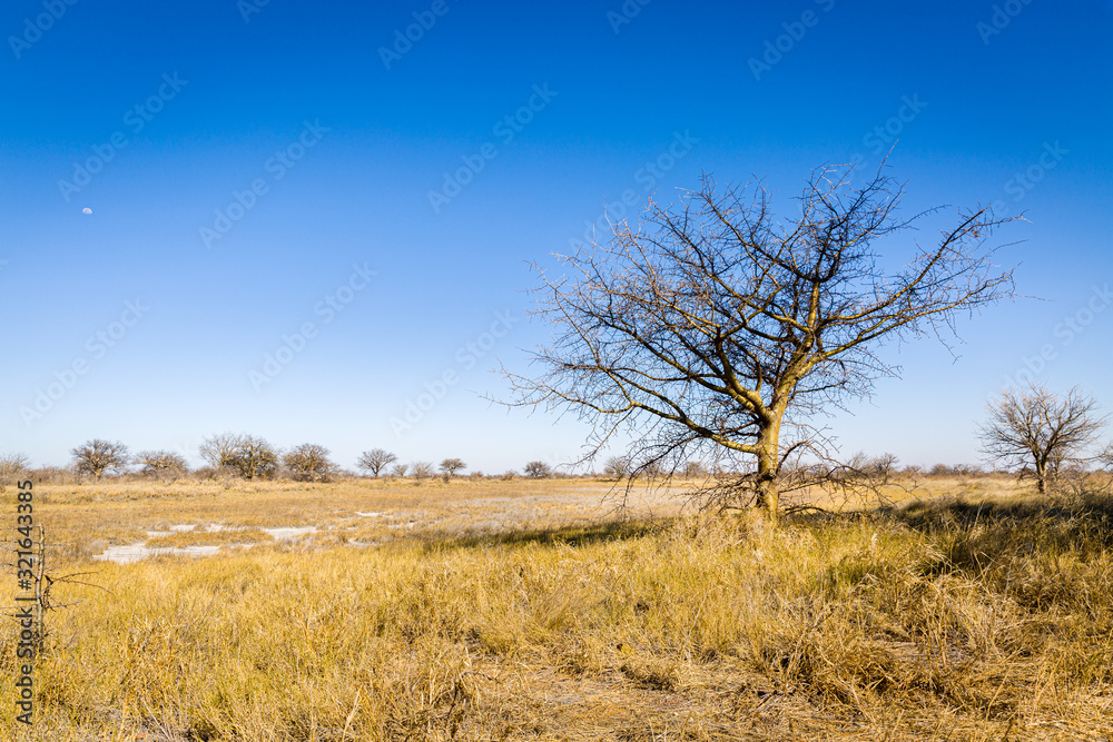 Steppe