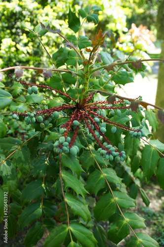 Mahonia bealei or beale's barberry green plant vertcial photo