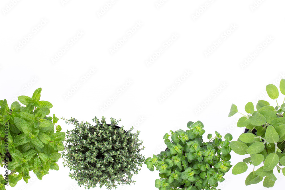 Fototapeta Fresh green spices isolated on white background, top view.