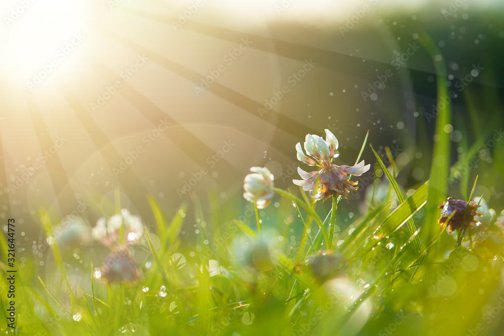 Obraz premium Art Spring Natural Green Background, Clover Flowers with bokeh cirlce and sunlight