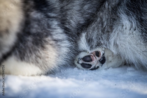 Hundepfote im Schnee