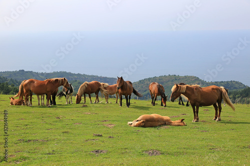 Canvas-taulu caballos en el monte país vasco U84A7859-as20