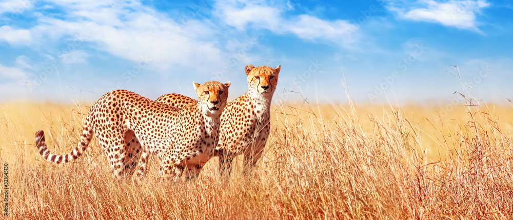 Fototapeta Gepard w afrykańskiej sawannie. Afryka, Tanzania, Park Narodowy Serengeti. Projekt banera. Dzikie życie Afryki.