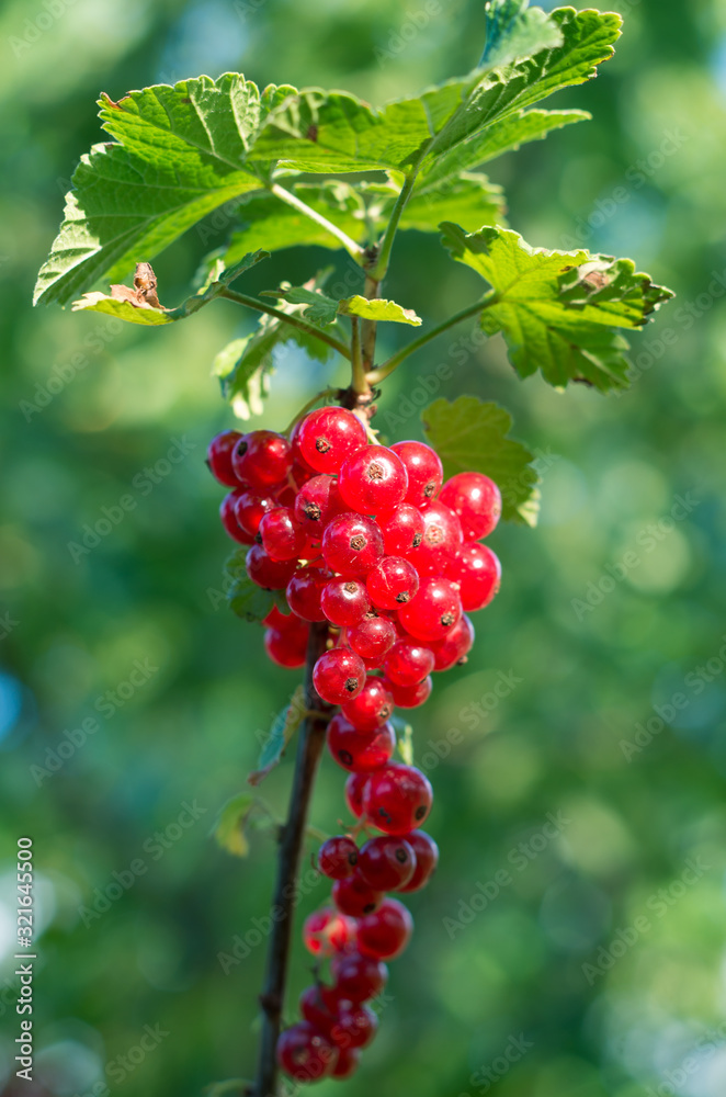 Red currants -  red French grapes. Ripe red currants close-up as background