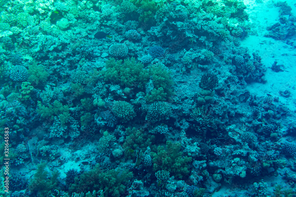 A thriving,healthy coral reef covered in hard corals, soft coral with abundant fish life. toned A thriving,healthy coral reef covered in hard corals, soft coral with abundant fish life. toned