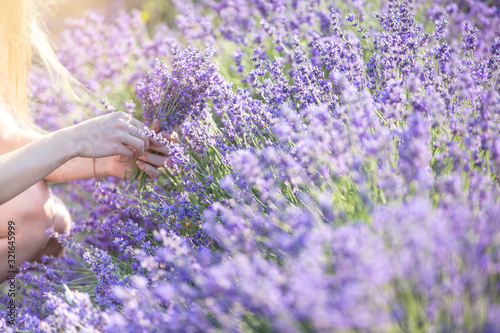 Fototapeta Naklejka Na Ścianę i Meble -  Flower picker at work. Fragrant field of blooming mountain lavender. Aromatherapy concept