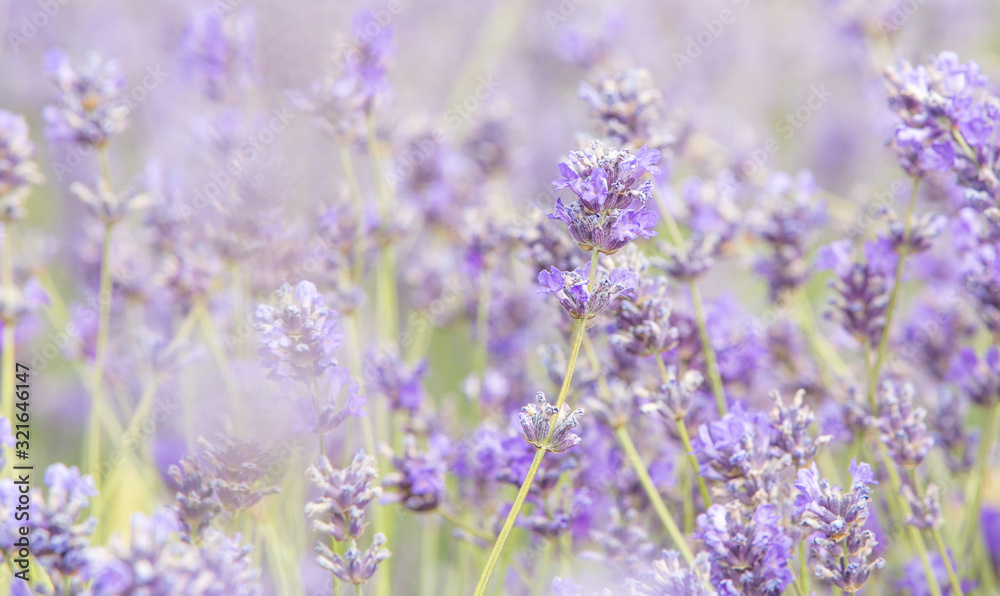 lavender on the field lavender on the field