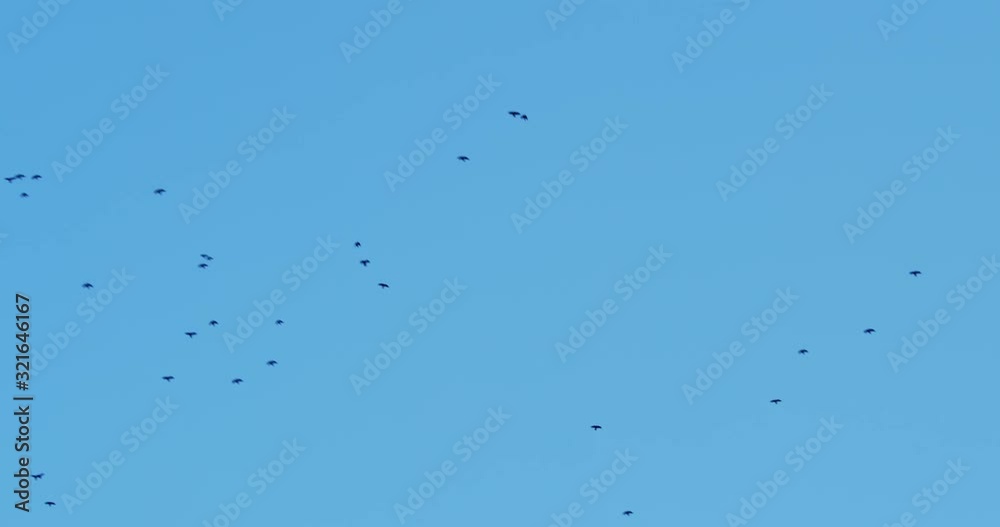 Crows flying against blue skies at winter Crows flying against blue skies at winter