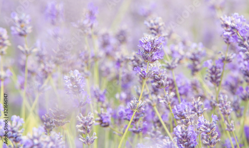 Fototapeta Naklejka Na Ścianę i Meble -  lavender on the field