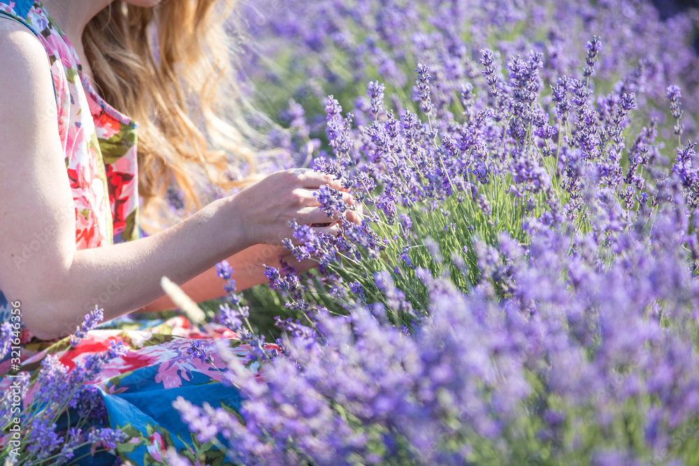 Flower picker at work. Fragrant field of blooming mountain lavender. Aromatherapy concept Flower picker at work. Fragrant field of blooming mountain lavender. Aromatherapy concept