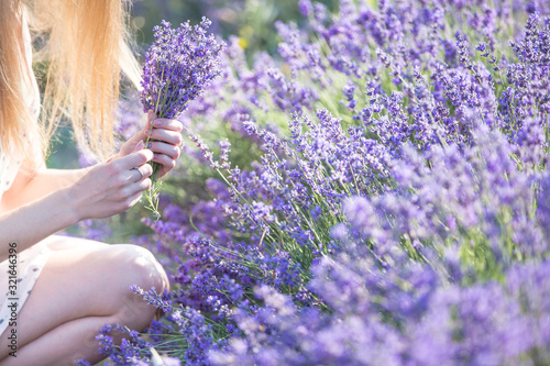 Fototapeta Naklejka Na Ścianę i Meble -  Flower picker at work. Fragrant field of blooming mountain lavender. Aromatherapy concept