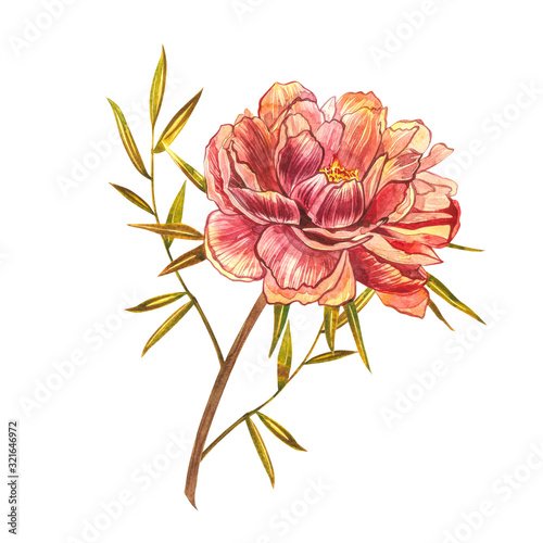 Watercolor Piones. Wild flower set isolated on white. Botanical watercolor illustration, rustic flowers. Good for cosmetics, medicine, treating, aromatherapy, nursing, package design, field bouquet