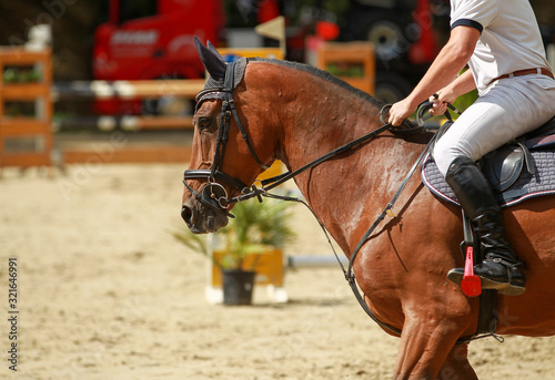 Fototapeta Naklejka Na Ścianę i Meble -  Horse head portrait close-up at a trot on a tournament..