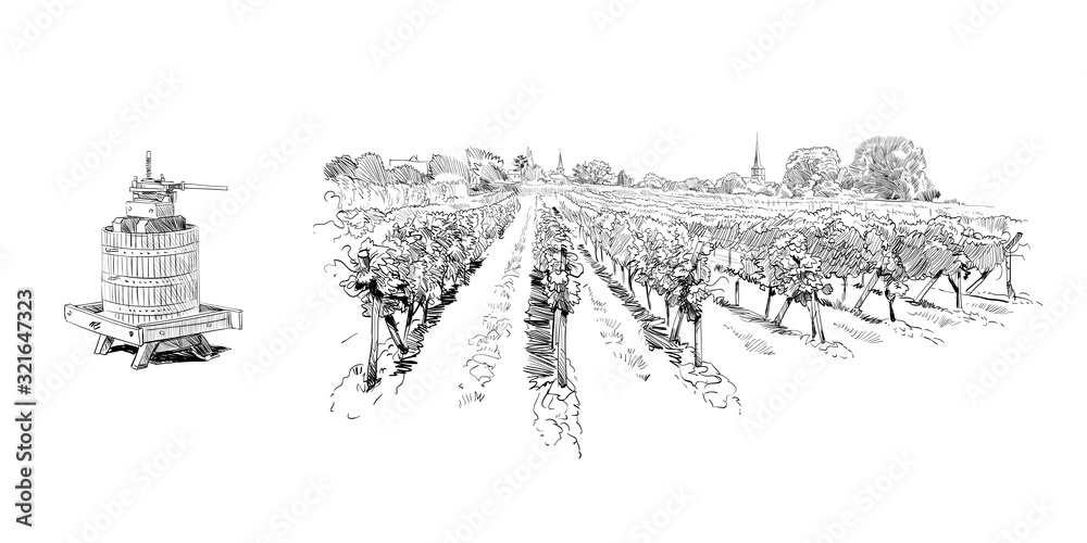 Vineyard landscape. France. Vector sketch design. Hand drawn illustration