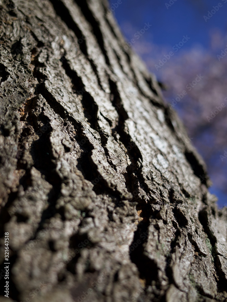 a closeup shot on tree trunks a closeup shot on tree trunks