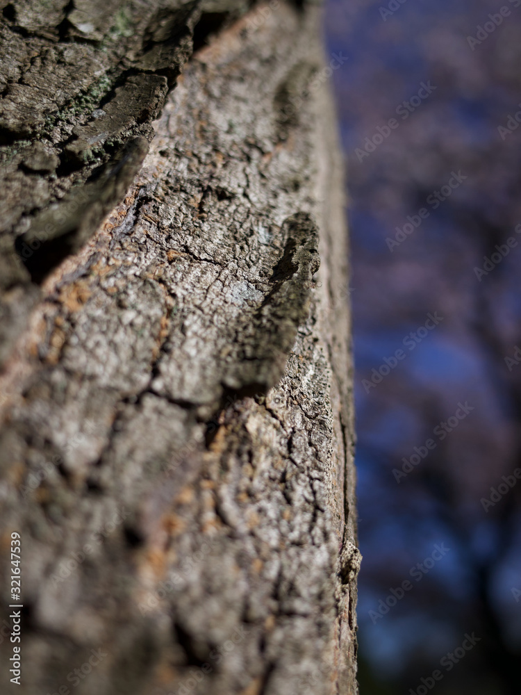 a closeup shot on tree trunks