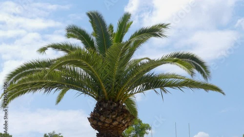 Palm Tree Swings in the Wind