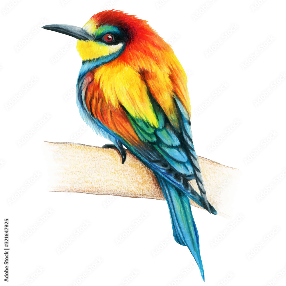 Bee Eater hand drawn bird watercolor colored pencils