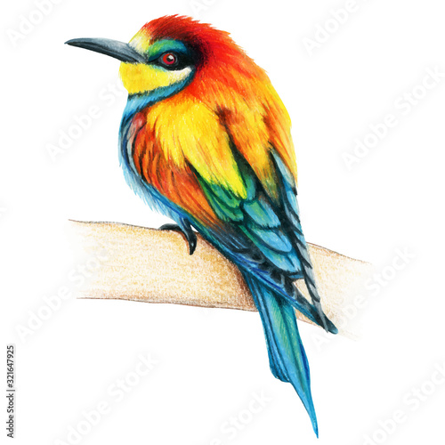 Bee Eater hand drawn bird watercolor colored pencils © angela0982