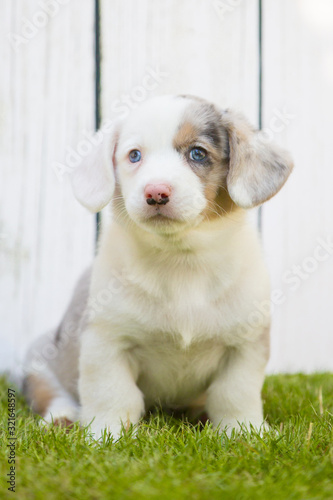 Corgi puppy