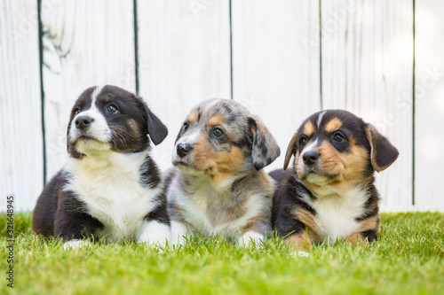 Corgi puppies