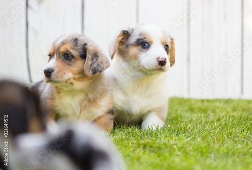 Corgi puppies