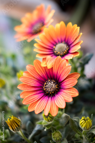 orange and purple gerbera daisy petals close up in spring