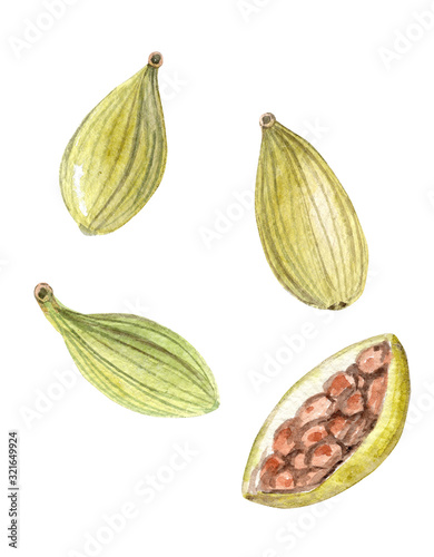 watercolor spice cardamom seeds isolated on white background