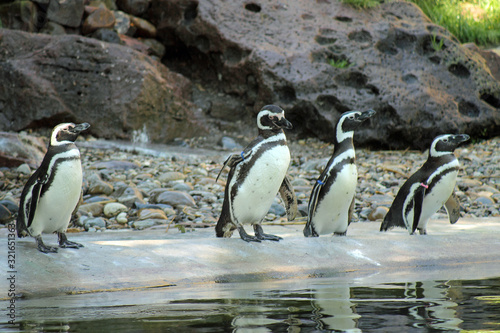 Pinguine 