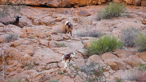 Herd of Arabian Tahrs or Mountain Goats Grazing on Rocky Cliff Slope photo